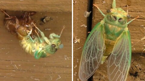 Time Lapse Of A Cicada Hatching