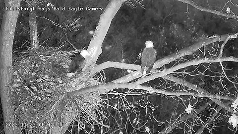 Hays Eagles Mom tests the nest bowl for at least 38 minutes, vocal exchange! 11-23-2023 6:41am