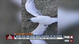 More dead birds found in Marco Island