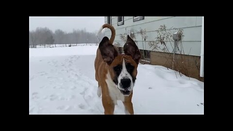 Slow motion Great Dane- Clydes ears and slow motion tail wag