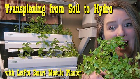 Transplanting From Soil to Hydro with LetPot Smart Module Planter