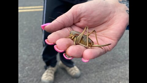 ‘Biblical’ Swarms of Giant Mormon Crickets Destroying Crops in US West