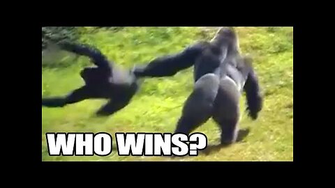 Gorilla vs Chimp, Who Wins? Silverback Gorilla vs Chimpanzee