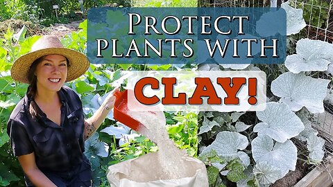 Organic Plant Protection with Surround Kaolin Clay