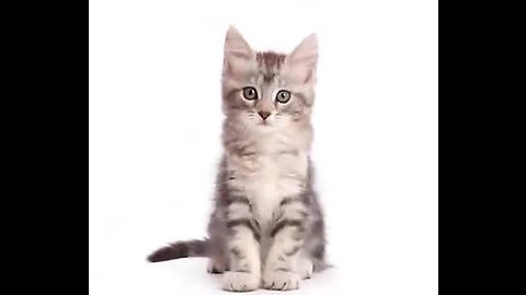 This time lapse of a maine coon growing up