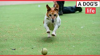 Appeal launched to find home for oldest dog in UK