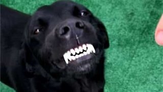 Cachorro simpático adora sorrir