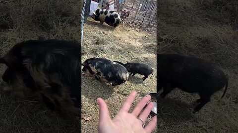 Timmy meets our New Kune Kune’s🐷 #farmanimals #fy #fyp #kunekune #minipig #farmlife #homesteading