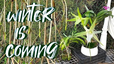 Moving XXL Angraecums Indoors for the Winter Months | Growth Progress report 2023 #ninjaorchids