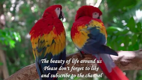 The most beautiful views of birds