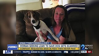 Woman seeking loan to save dog gets scammed