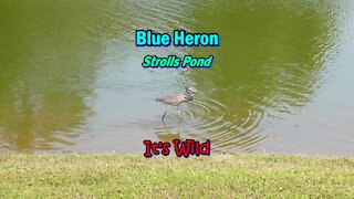 Blue Heron Strolls Pond