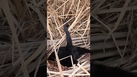 Barn Cat At Work