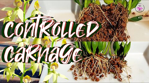 Dividing Orchids Made Easy: Step-by-Step Guide to Successfully Dividing Your Orchid #ninjaorchids