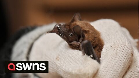 Ukrainian wildlife charity forced to store hibernating bats in FRIDGE while they flee bombing