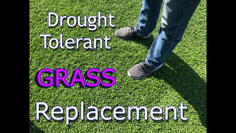 Best Drought Tolerant Grass | Kurapia Sod | Grass Substitute (2022)