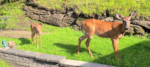 Mother brings fawn to show him off