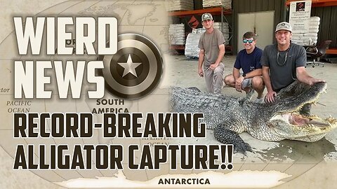 Record-Breaking Alligator Capture Will Leave You Speechless!!! | Weird News With Cap
