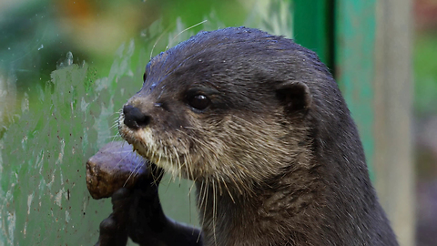 When These Cute Otters Get Hungry, Their Reaction Is Priceless