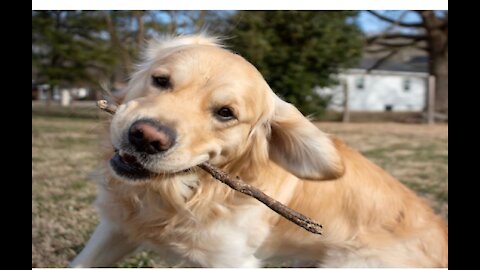 Sleeping Golden Retriever Is Always On Duty As Guard Dog