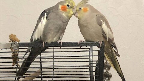 Bird Cockatiels are the BEST | Beautiful Birds | Happy Cockatiels Video