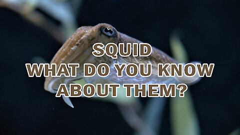 SQUID | WHAT DO YOU KNOW ABOUT THEM?