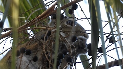 Berries are a Squirrel’s Delight