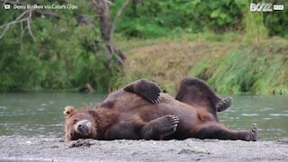 Cet ours préfère dormir que chasser !