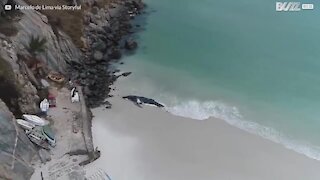 Une baleine échouée sur une plage brésilienne sauvée