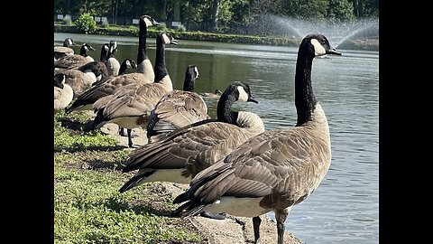 Wildlife: goose 🪿, ducks 🦆 and swans 🦢