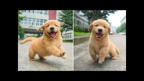 FUNNIEST & CUTEST GOLDEN RETRIEVER PUPPIES - 30 MINUTES OF FUNNY PUPPY VIDEOS 2022