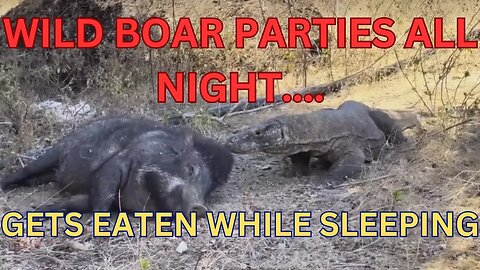 KOMODO DRAGON EATS WILD BOAR WHILE SLEEPING! #komodo #wildboar #animals