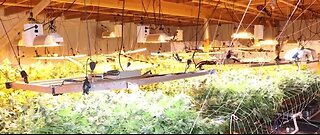 Illegal marijuana grow operation shut down