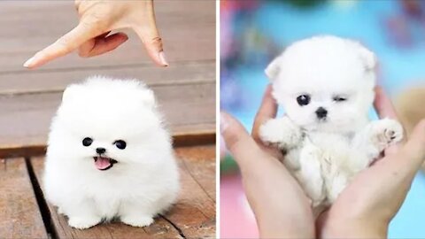 MOST BEAUTIFUL AND FUNNY PUPPIES IN THE WORLD