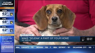 Rescues in Action Feb. 8 | Selena needs a pal