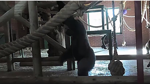 Silverback gorilla shows off his daily workout routine