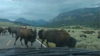 Manada de bisões invade estrada e interrompe trânsito