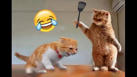 Funny cat video😂😂 Funny pets life #18