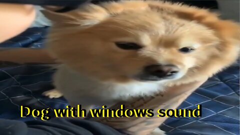 Dog with windows sound - Funny pets