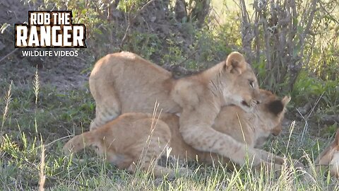 Lion Cubs play In The Shade | Maasai Mara Safari | Zebra Plains