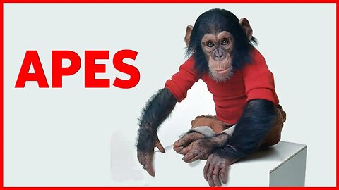 10 AMAZING HUMAN BEHAVIORS IN APES AND MONKEYS