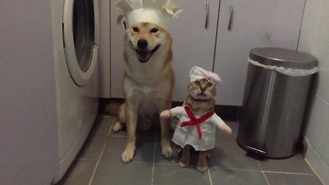 Shiba Inu teams up with cat to cook tasty meal