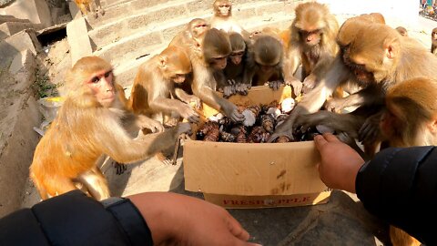 Does a monkey like cocoyam ? feeding cocoyam and peas
