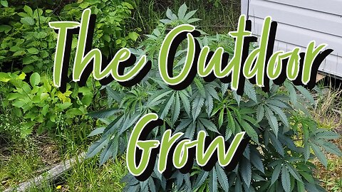 The Outdoor Grow #marshydro #TSW2000 #RootedLeaf