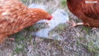 Des poulets intrigués par de la glace