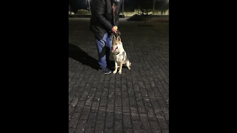 Cão Lobo Checo - Paulo Rebelo Treino Canino