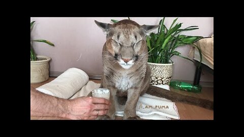 Russian Couple Adopted A Wild Animal, Now He’s The First Domesticated Puma In The World..