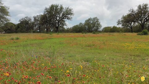 Peaceful Drone Flight thru the Wildflowers at Perdanales River Nature Park