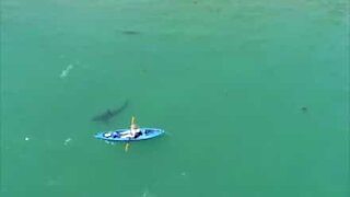 Enorme squalo bianco a pochi metri dalla canoa