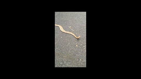 Missouri Copperhead snake